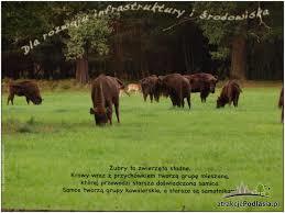 Rezerwat Pokazowy Żubrów